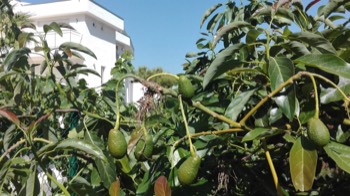 Garden/Terraces
