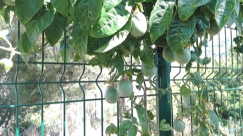 Garden/Terraces